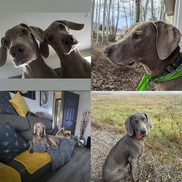 Meet Our Dogs of the Month — April