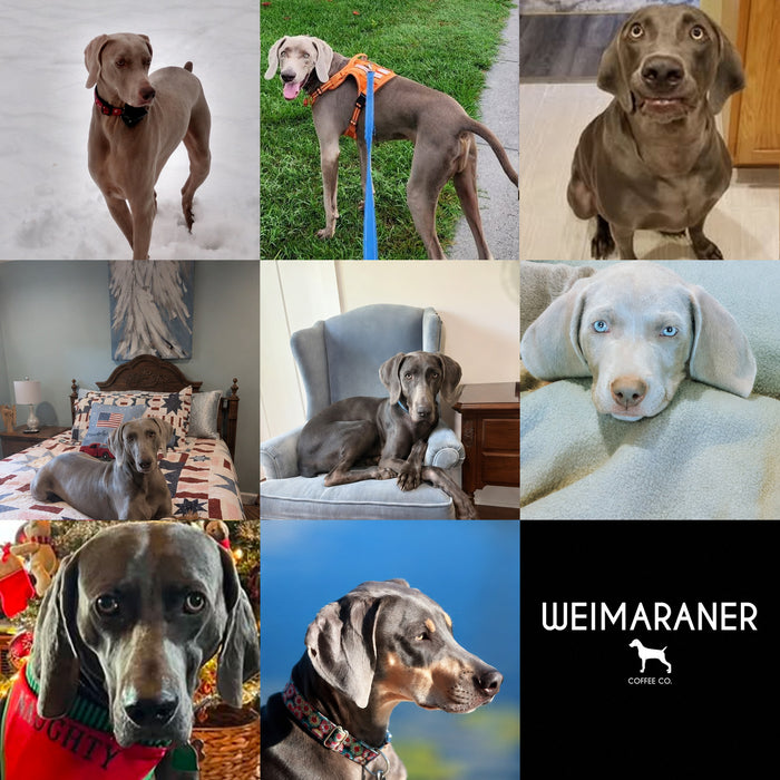 Meet Our Dogs of the Month — August 2026