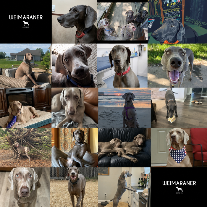 Meet Our Dogs of the Month — June