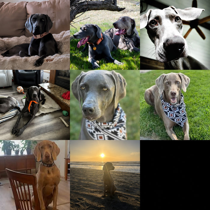 Meet Our Dogs of the Month — May