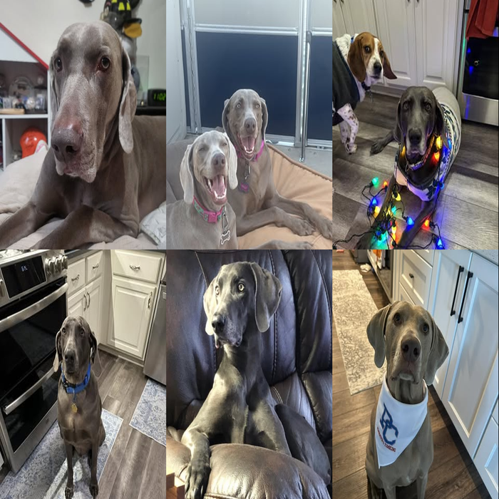 Meet Our Dogs of the Month — March