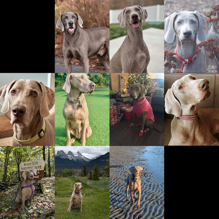Meet Our Dogs of the Month — November 2026