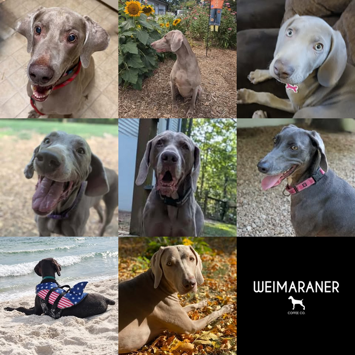 Meet Our Dogs of the Month — October 2026
