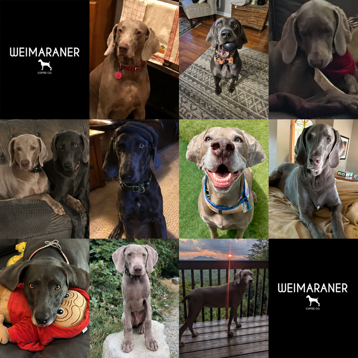 Meet Our Dogs of the Month — September 2026