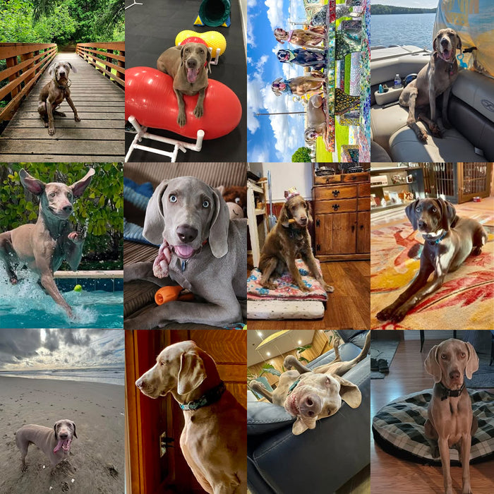 Meet Our Dogs of the Month — August