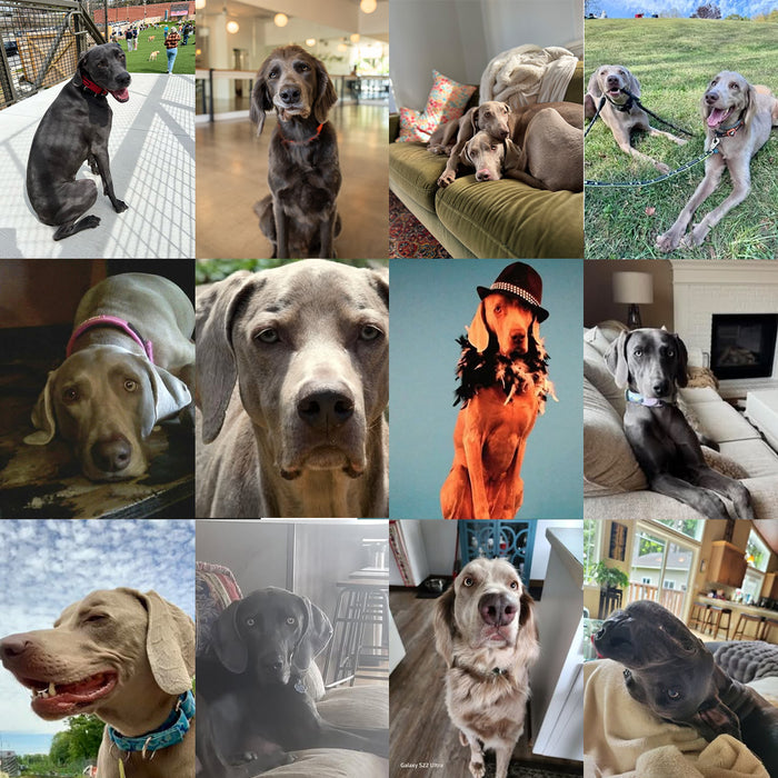 Meet Our Dogs of the Month — November