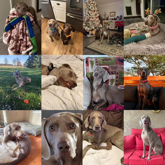 Meet Our Dogs of the Month — February