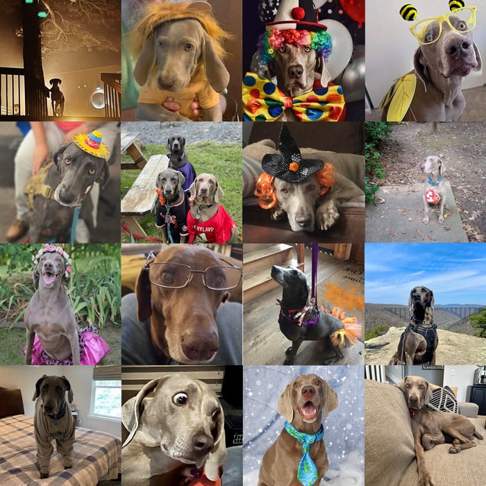 Meet Our Dogs of the Month — October