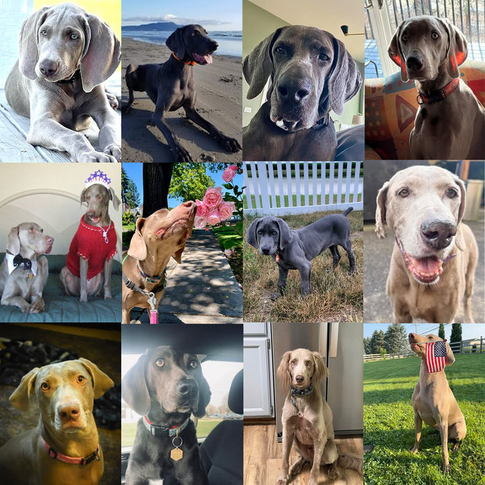 Meet Our Dogs of the Month — September